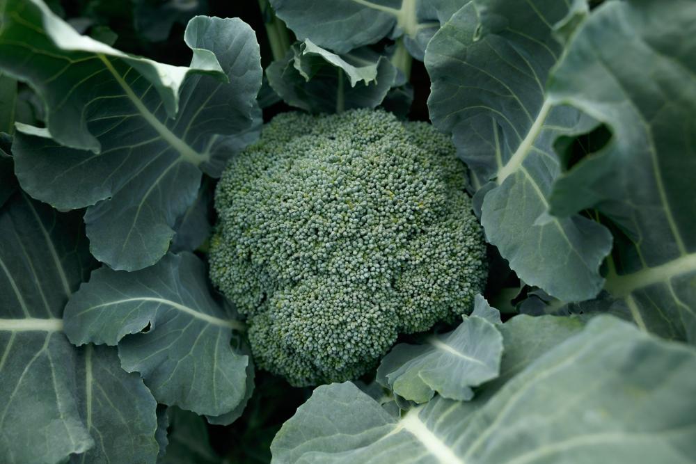 Broccoli, Kingdom F-1 Packet