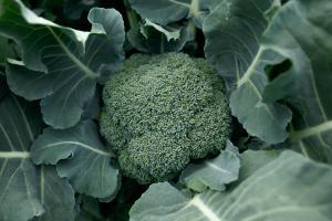 Broccoli, Kingdom F-1 Packet