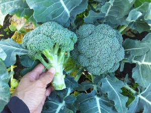 Broccoli, Kingdom F-1 Packet