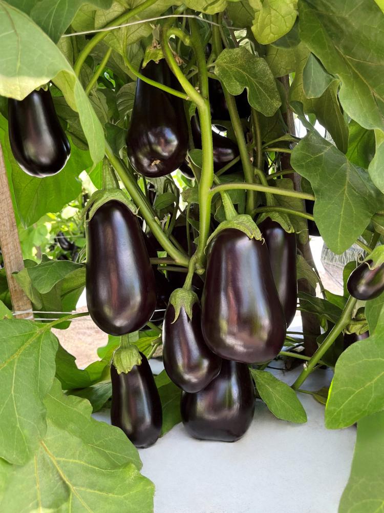 Eggplant, Black Stallion F-1 Packet