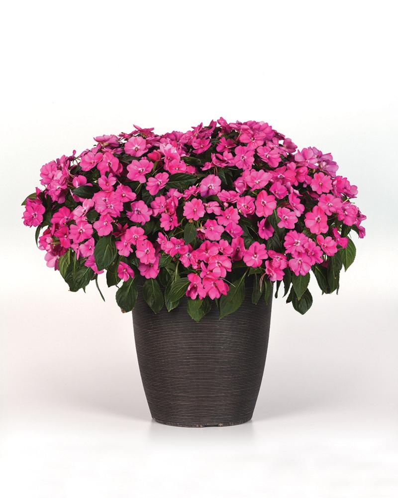 Impatiens, Solarscape Pink Jewel Packet