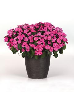 Impatiens, Solarscape Pink Jewel Packet