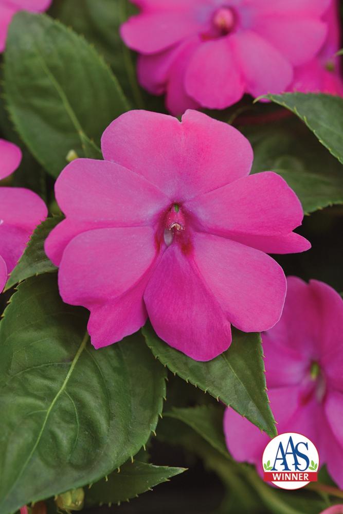 Impatiens, Solarscape Pink Jewel Packet