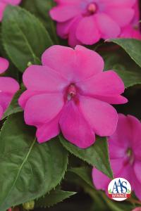Impatiens, Solarscape Pink Jewel Packet