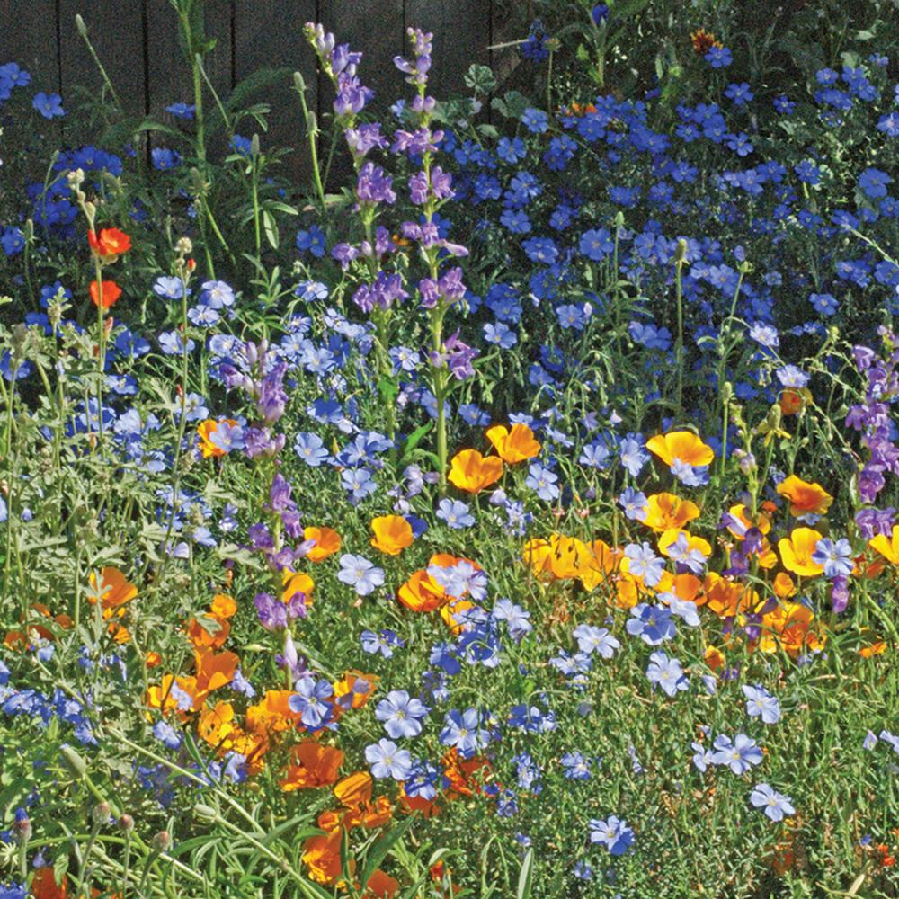 Pollinators, Xeriscape West Packet
