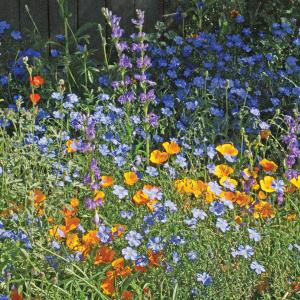 Pollinators, Xeriscape West Packet
