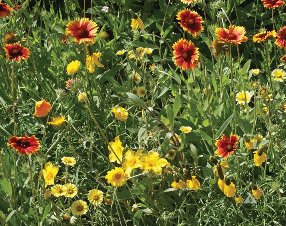 Pollinators, Xeriscape West Packet