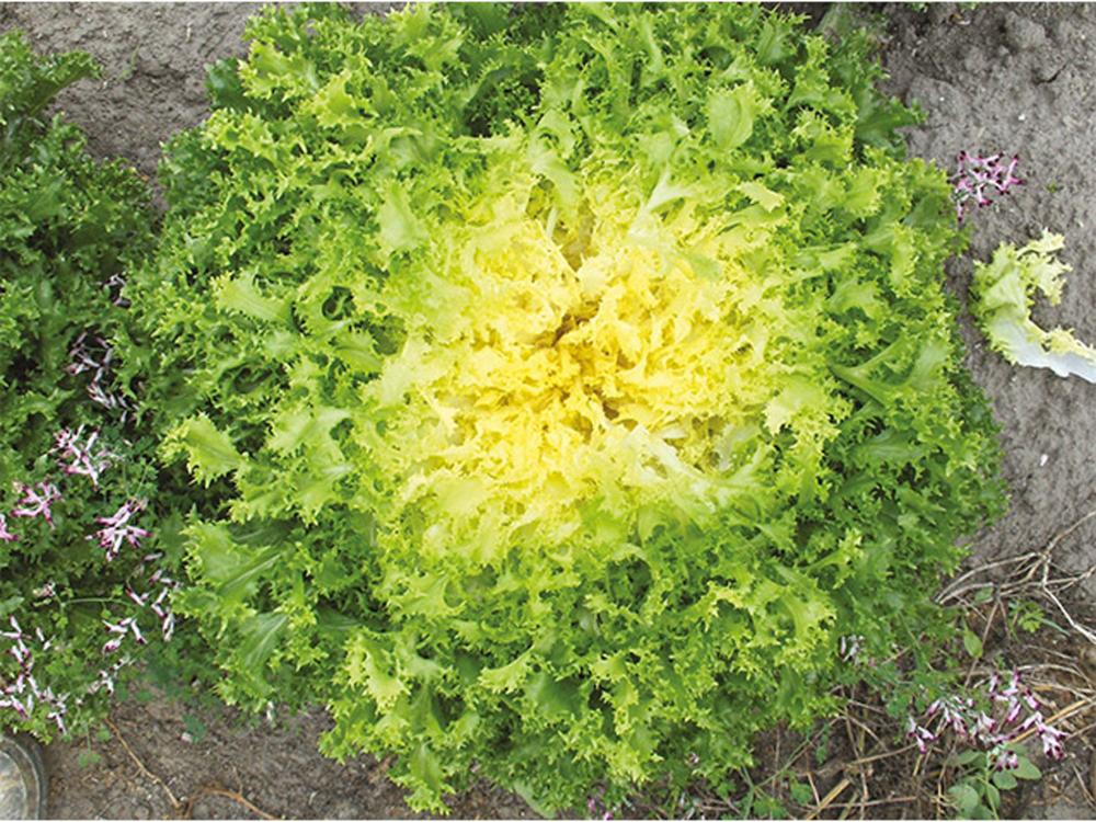 Endive, Curlesi Organic Packet