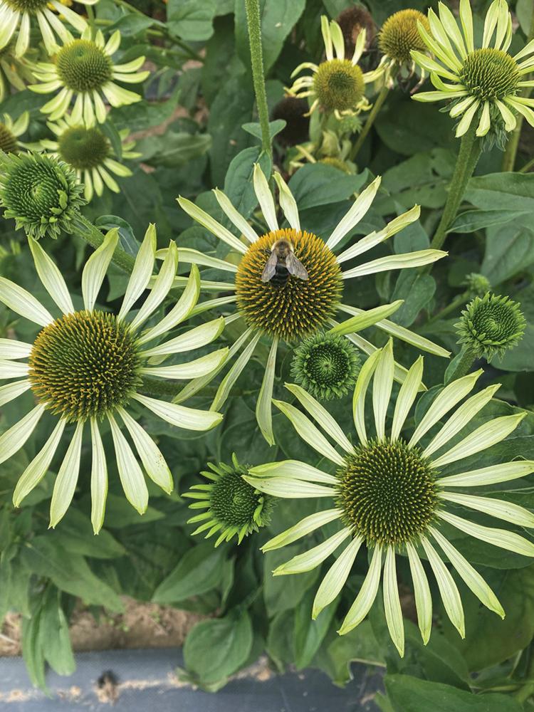 Echinacea, Alans Pride Packet