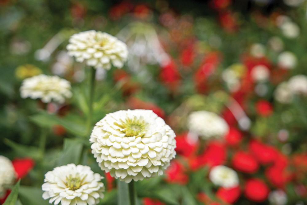 Zinnia, Oklahoma White Packet