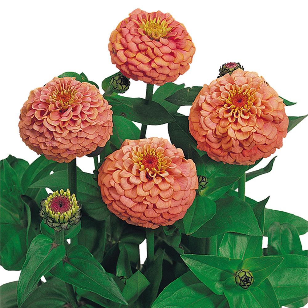 Zinnia, Oklahoma Salmon Packet