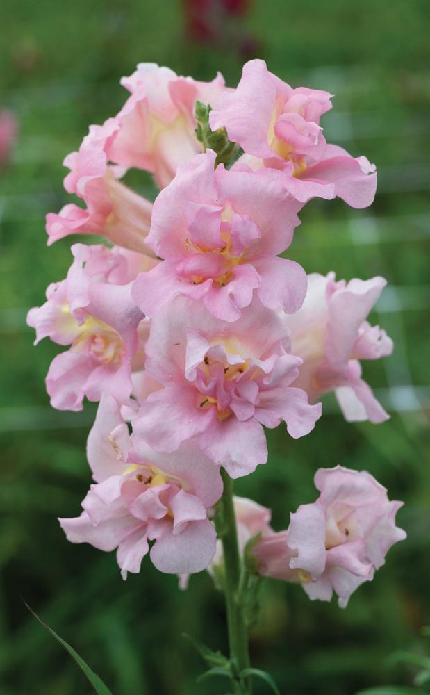 Snapdragon, Madame Butterfly Pink Packet
