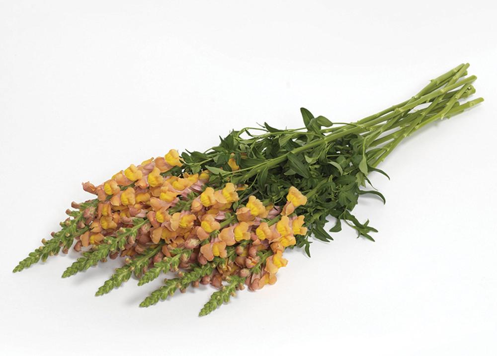 Snapdragon, Potomac Early Orange Packet