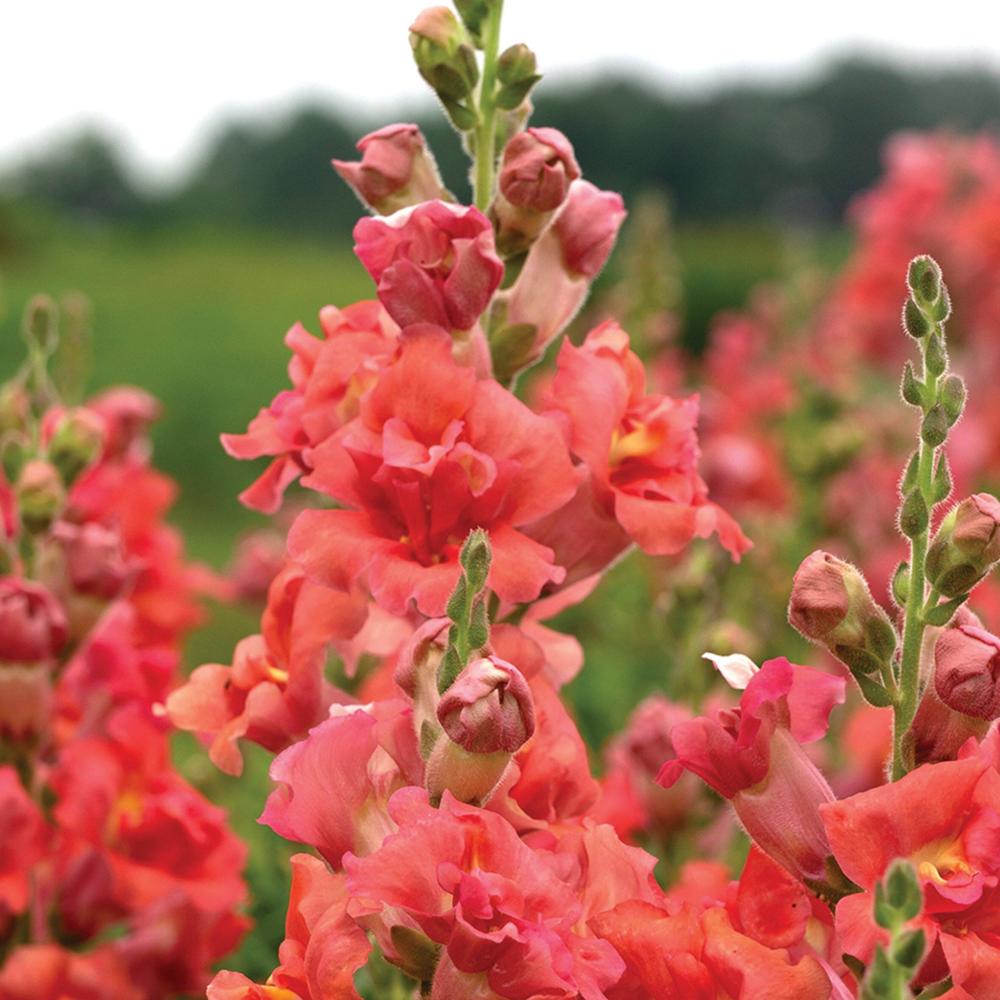 Snapdragon, Madame Butterfly Bronze Packet