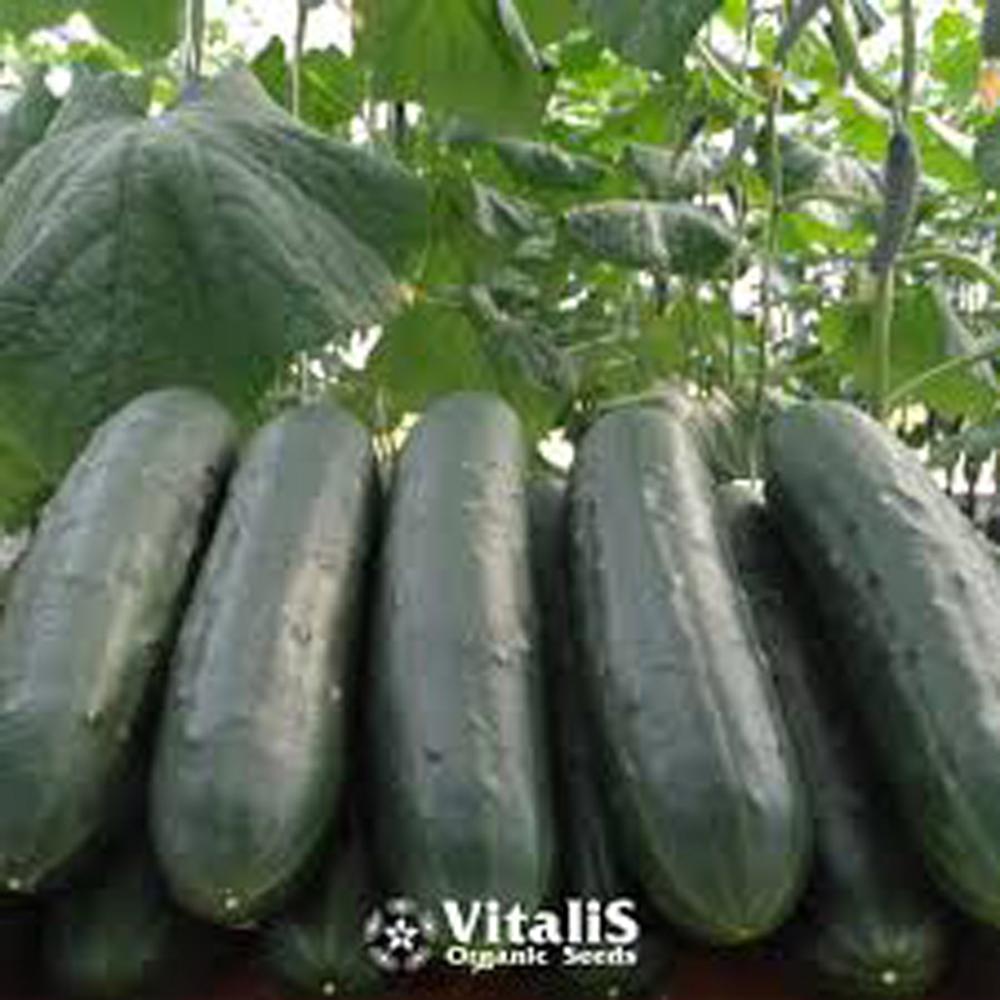 Cucumber, Paraiso F-1 Organic Packet