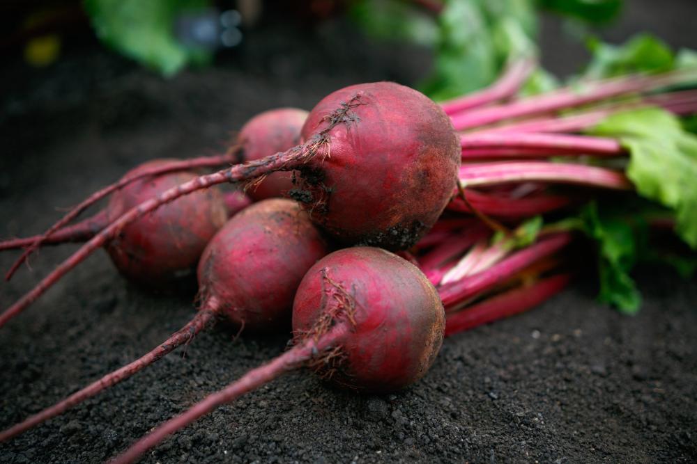 Beets, Borealis F-1 Packet