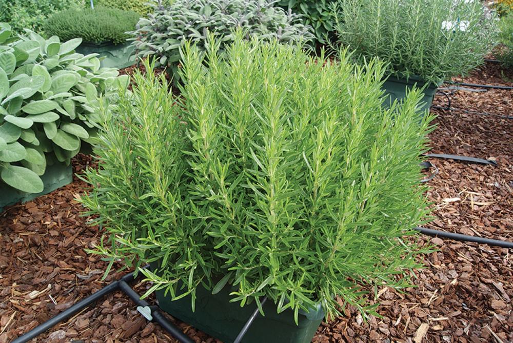 Rosemary