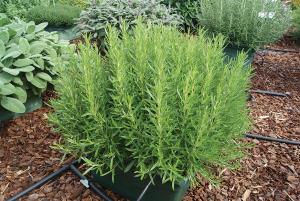 Rosemary, Rosy*Pro* Packet