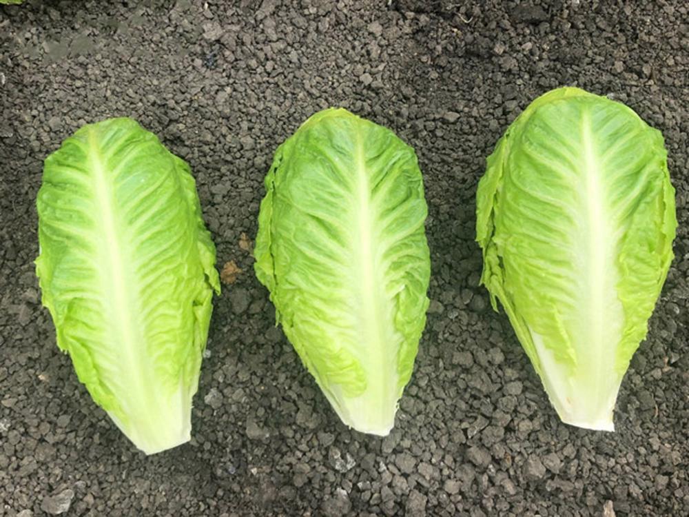 Lettuce, Hamberg Organic Packet