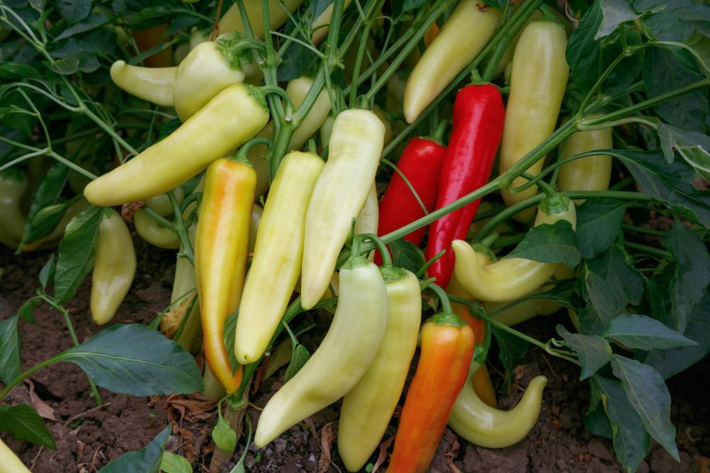 Peppers, Lola F-1 Packet