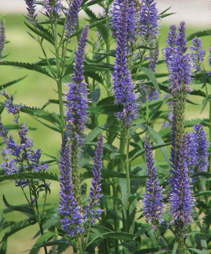 Veronica, Veronica Blue Packet