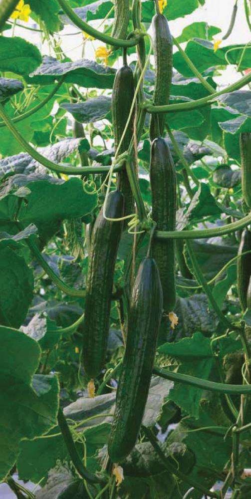 Cucumber, Poniente F-1 Organic Packet