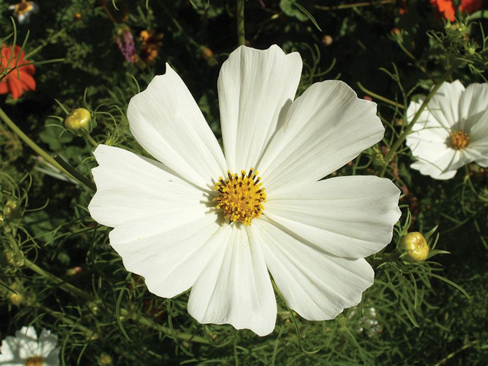 Cosmos, Purity Packet