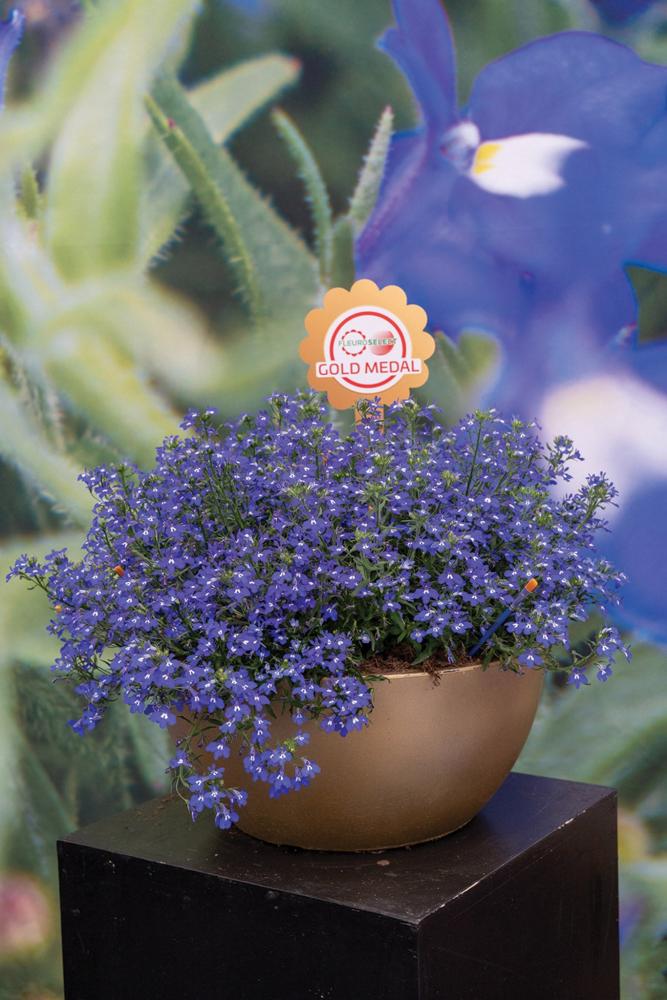 Lobelia, Masterpiece Blue with Eye Packet