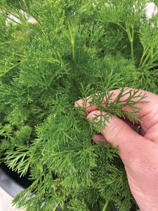 Parsley, Menuette Packet