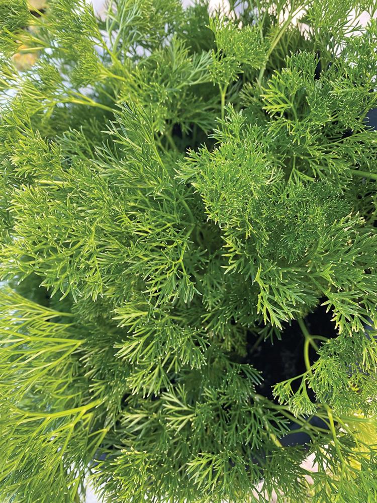 Parsley, Menuette Packet