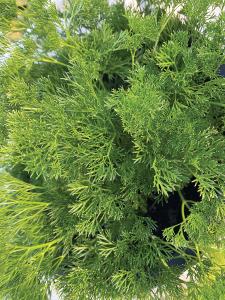 Parsley, Menuette Packet