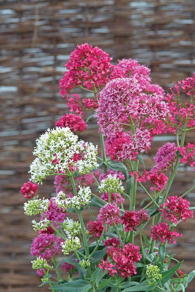 Centranthus, Pretty Betsy Mix Packet