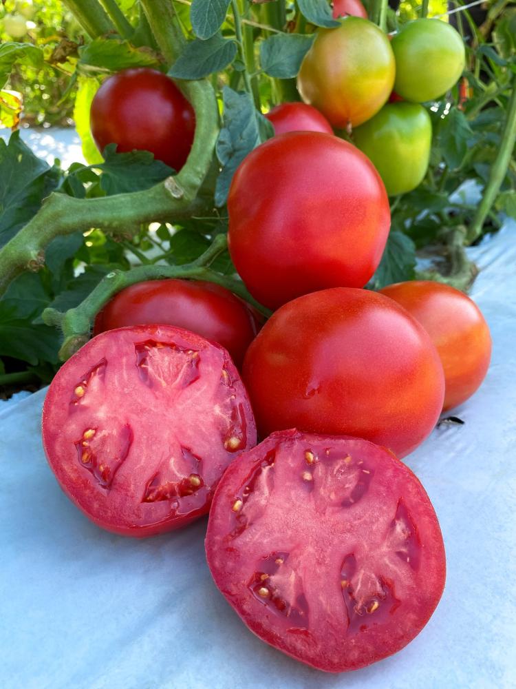 Tomatoes, RuBee Dawn Hybrid Packet