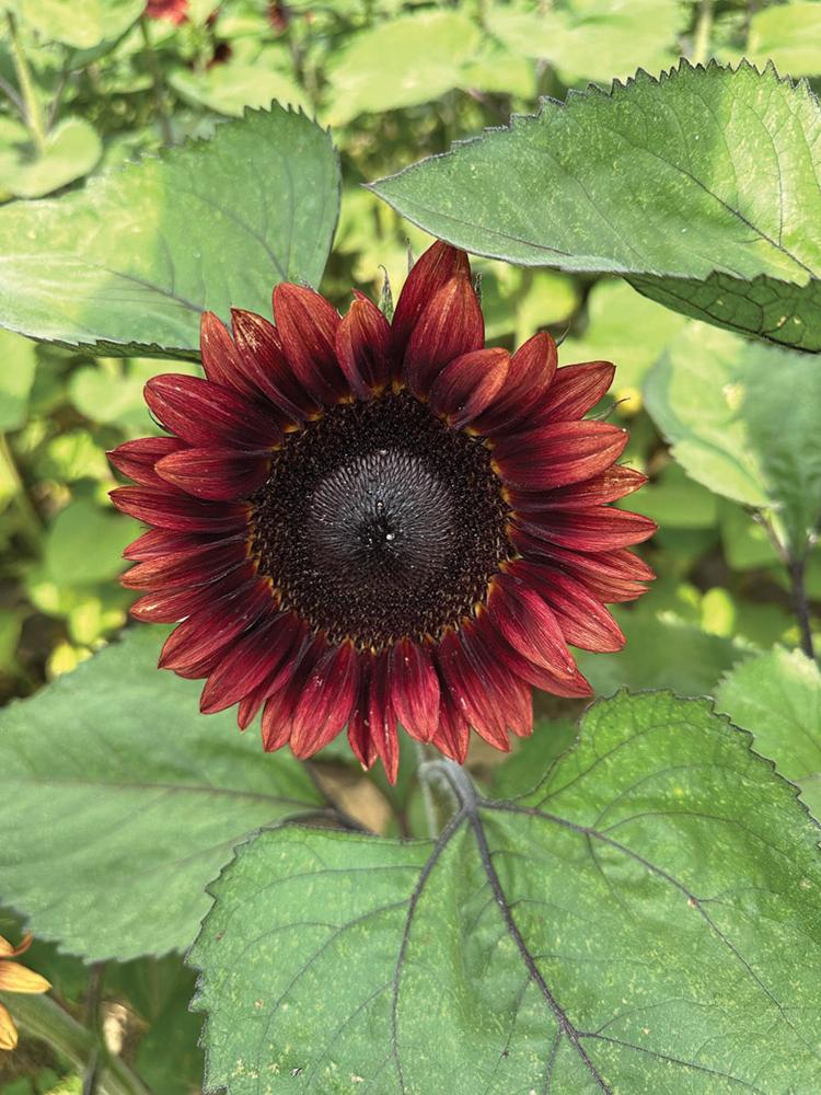 Helianthus, Procut Red Packet