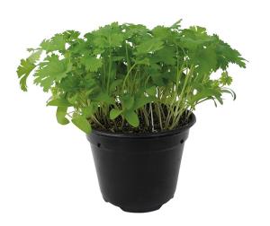 Cilantro, Shanghai Packet