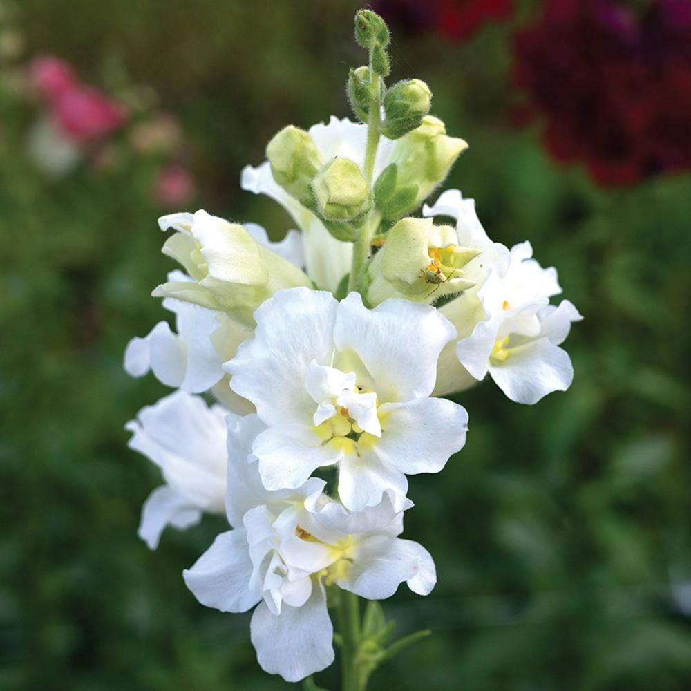 Snapdragon, Madame Butterfly Ivory Packet