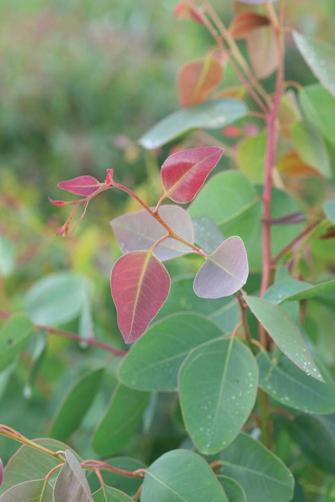 Eucalyptus, Blakely Packet