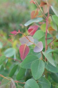 Eucalyptus, Blakely Packet