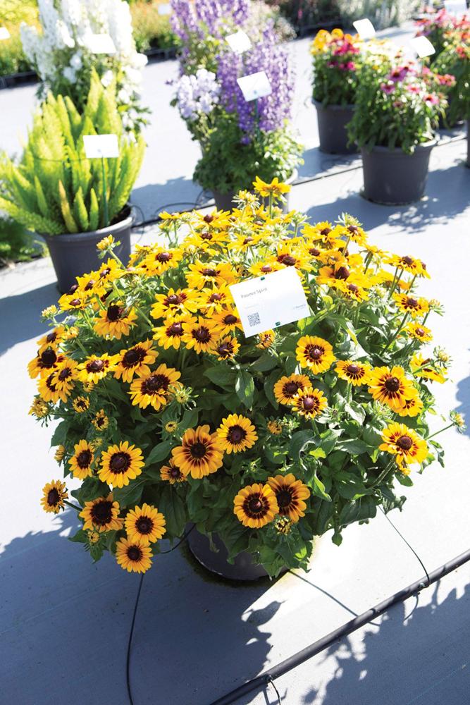 Rudbeckia, Pawnee Spirit Packet