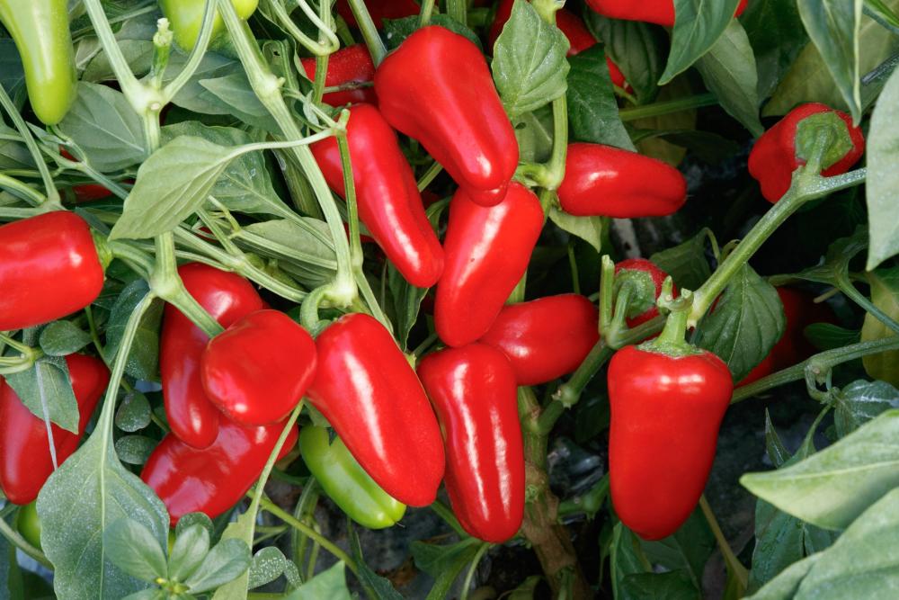 Peppers, Ruby Delite Packet