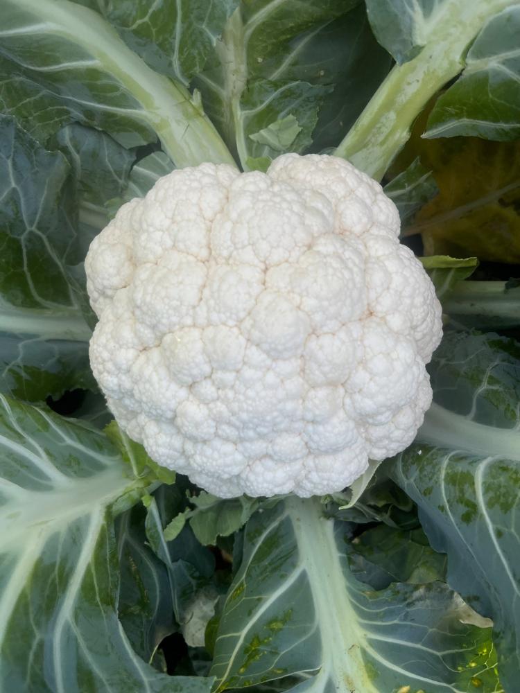 Cauliflower, Tessaury F-1 Organic Packet