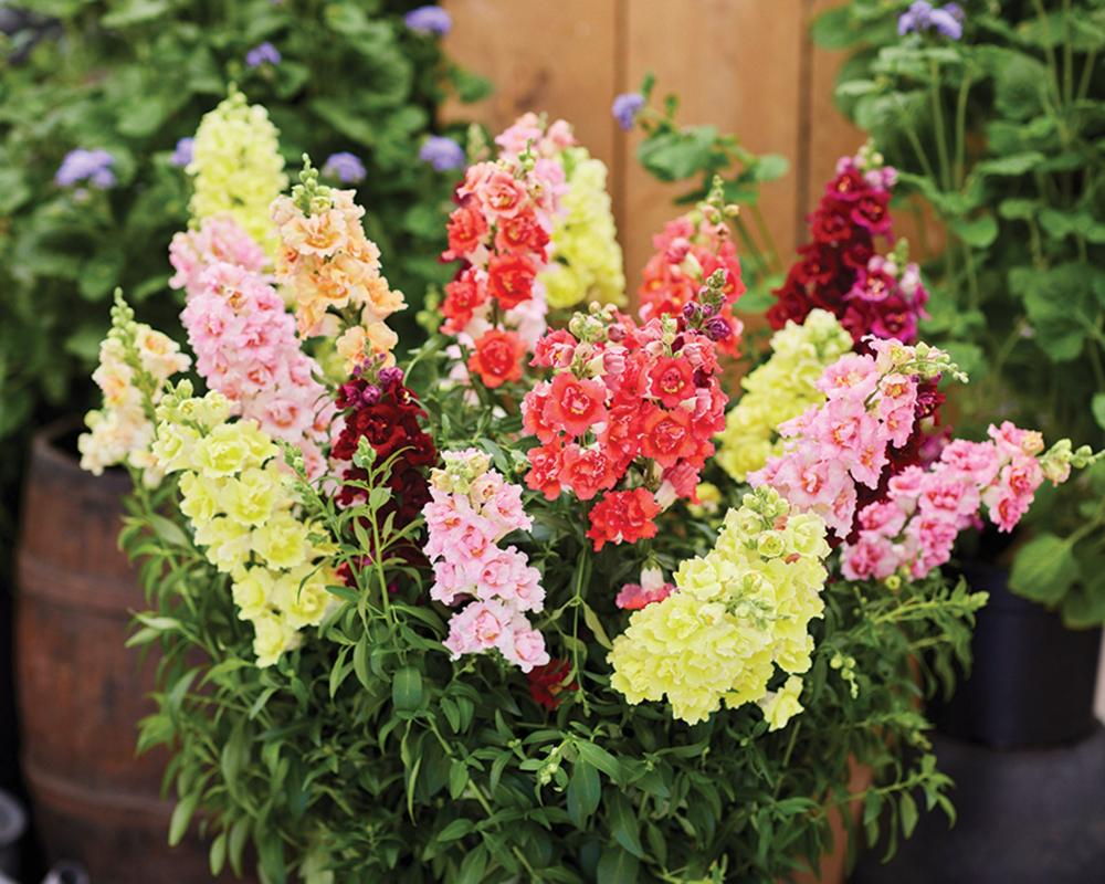 Snapdragon, Doubleshot Mix Packet