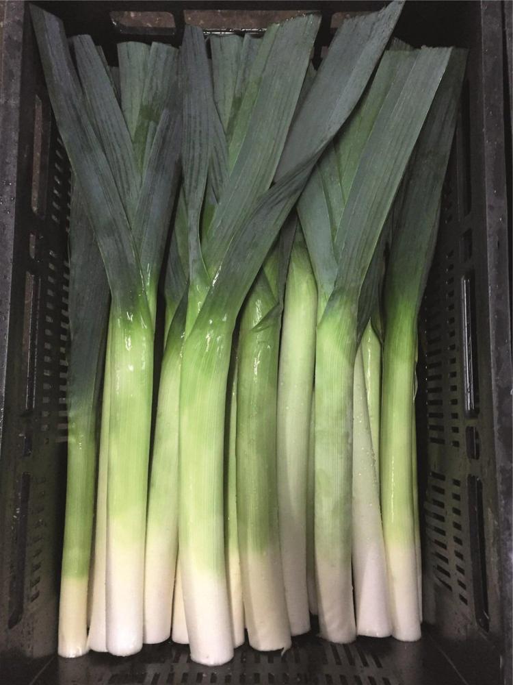 Leek, Batter F-1 Packet