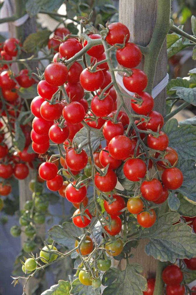 Tomatoes, Crokini Hybrid Packet