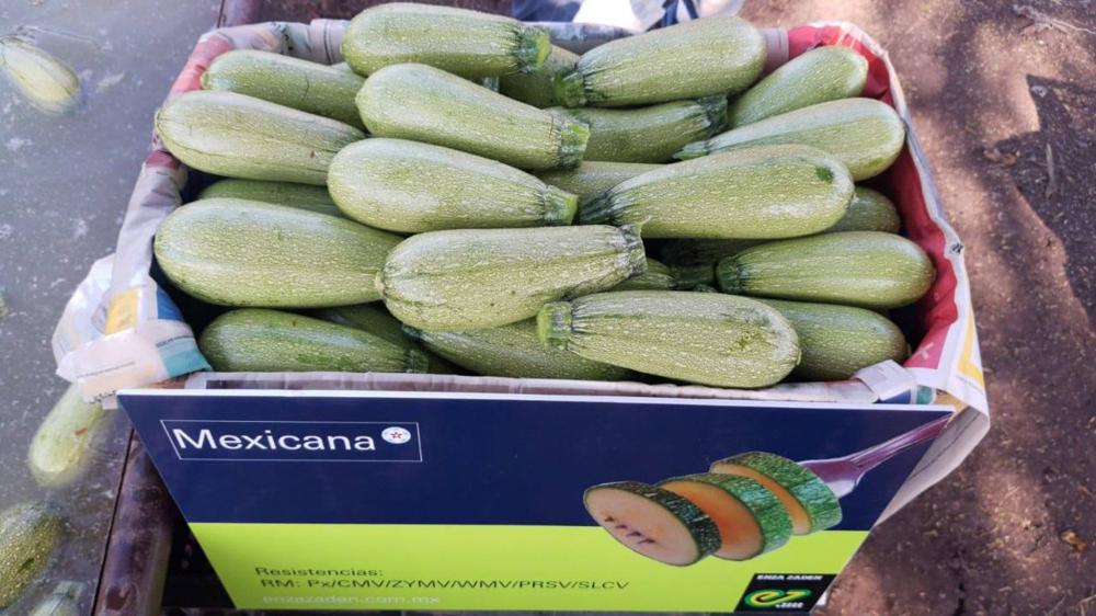 Summer Squash, Mexicana F-1 Organic Packet
