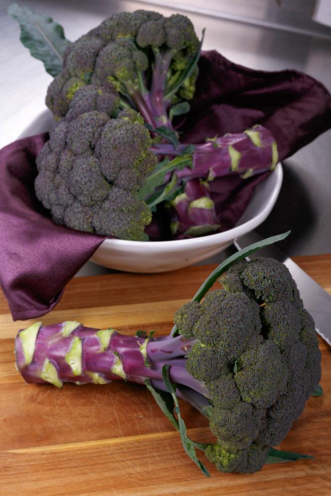 Broccoli, Purple Magic F-1 Packet