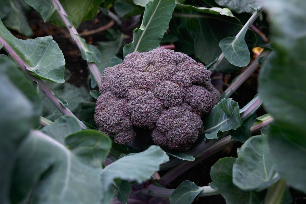 Broccoli, Purple Magic F-1 Packet