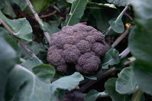 Broccoli, Purple Magic F-1 Packet