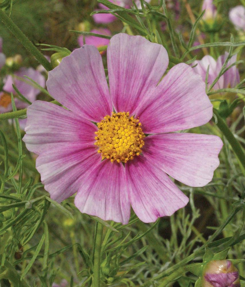 Cosmos, Daydream Packet