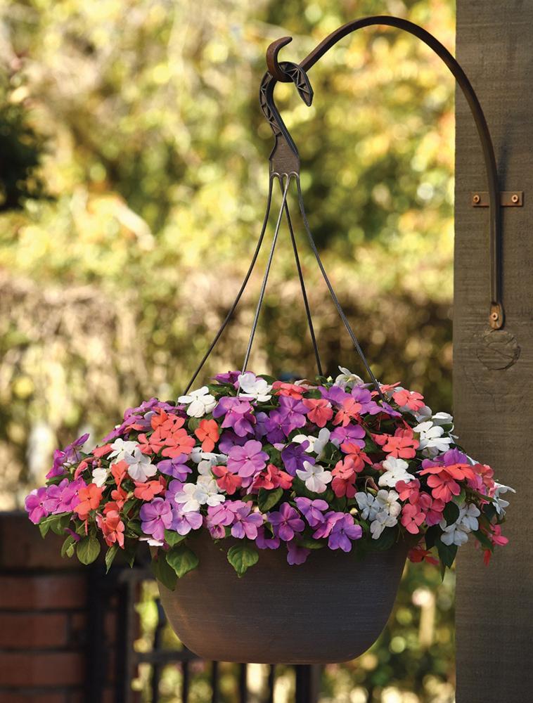 Impatiens, Beacon Pearl Island Packet